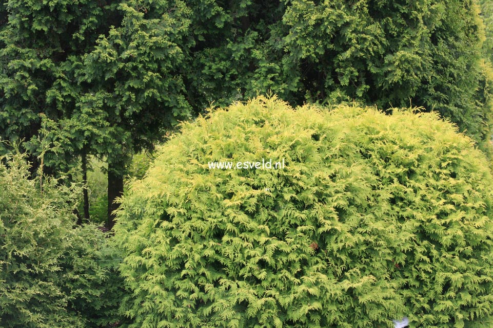 Thuja occidentalis 'Golden Globe'