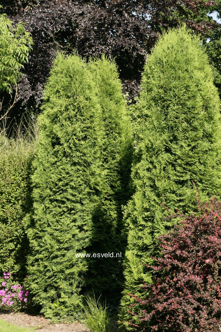 Thuja occidentalis 'Holmstrup'