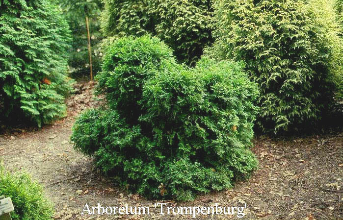 Thuja occidentalis 'Little Gem'
