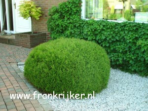 Thuja occidentalis 'Little Giant'