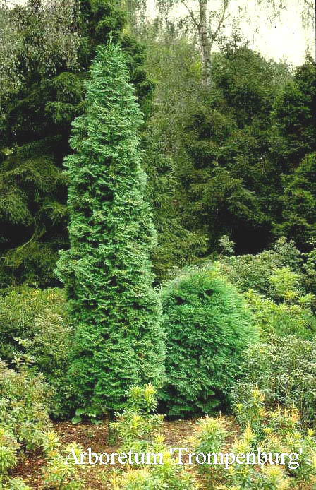 Thuja occidentalis 'Rosenthalii'