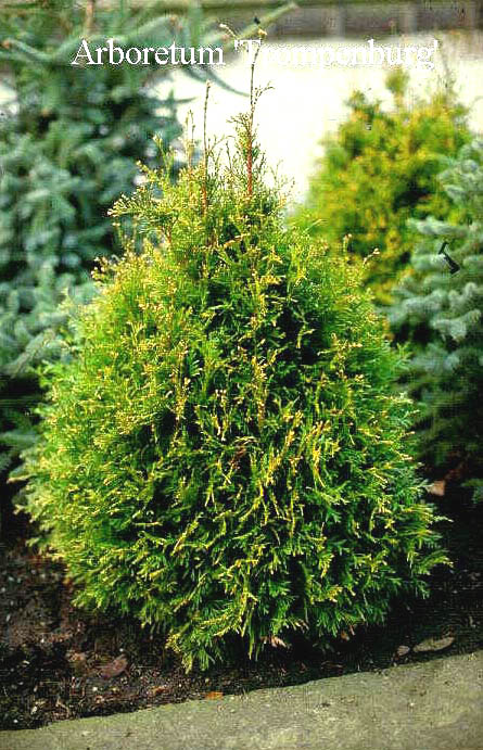 Thuja occidentalis 'Stolwijk'