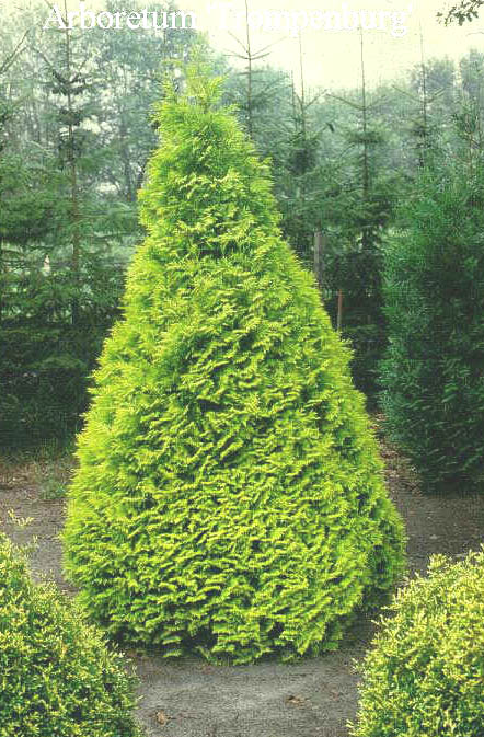 Thuja occidentalis 'Sunkist'