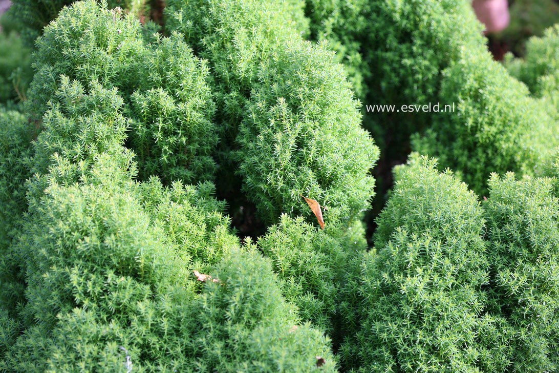 Thuja occidentalis 'Teddy'