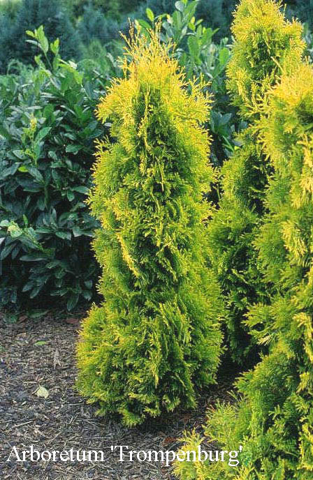 Thuja occidentalis 'Yellow Ribbon'