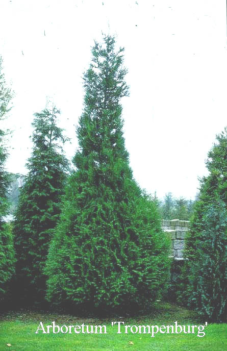 Thuja plicata 'Atrovirens'