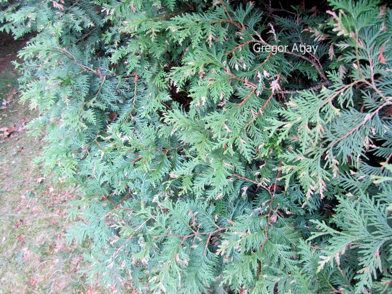 Thuja plicata 'Aurescens'