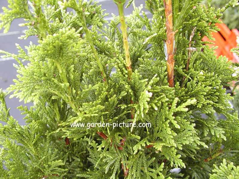 Thuja plicata 'Can-Can'
