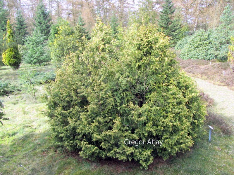 Thuja plicata 'Cuprea'