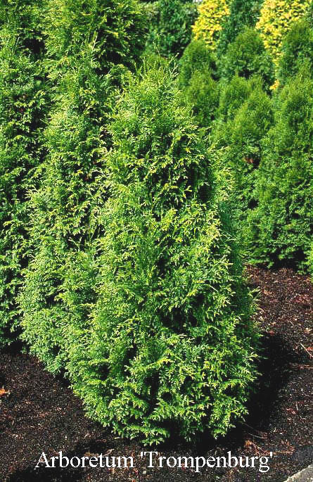 Thuja plicata 'Gelderland' Thuja plicata 'Gelderland'