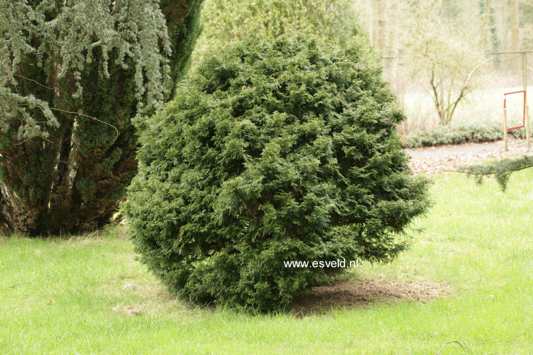 Thuja plicata 'Hillieri'