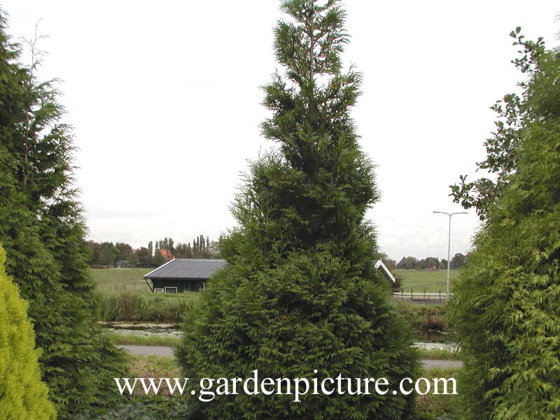 Thuja plicata 'Martin' (65374)