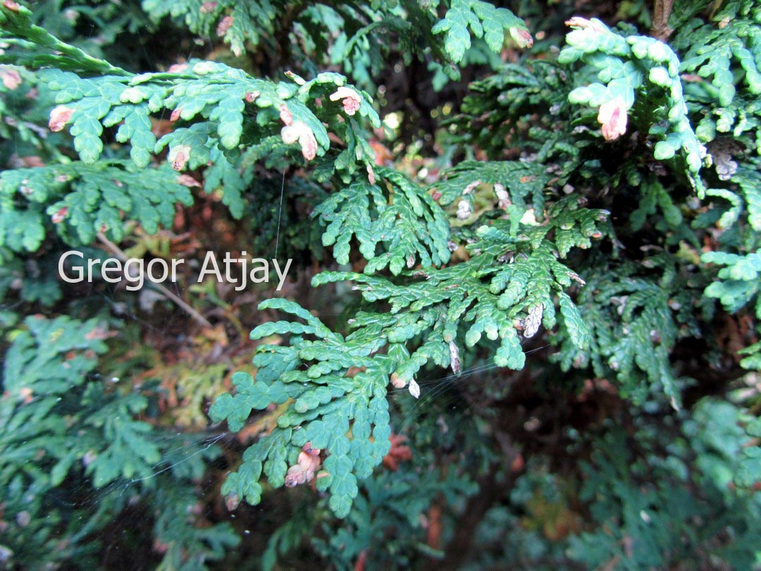 Thuja plicata 'Pygmaea'