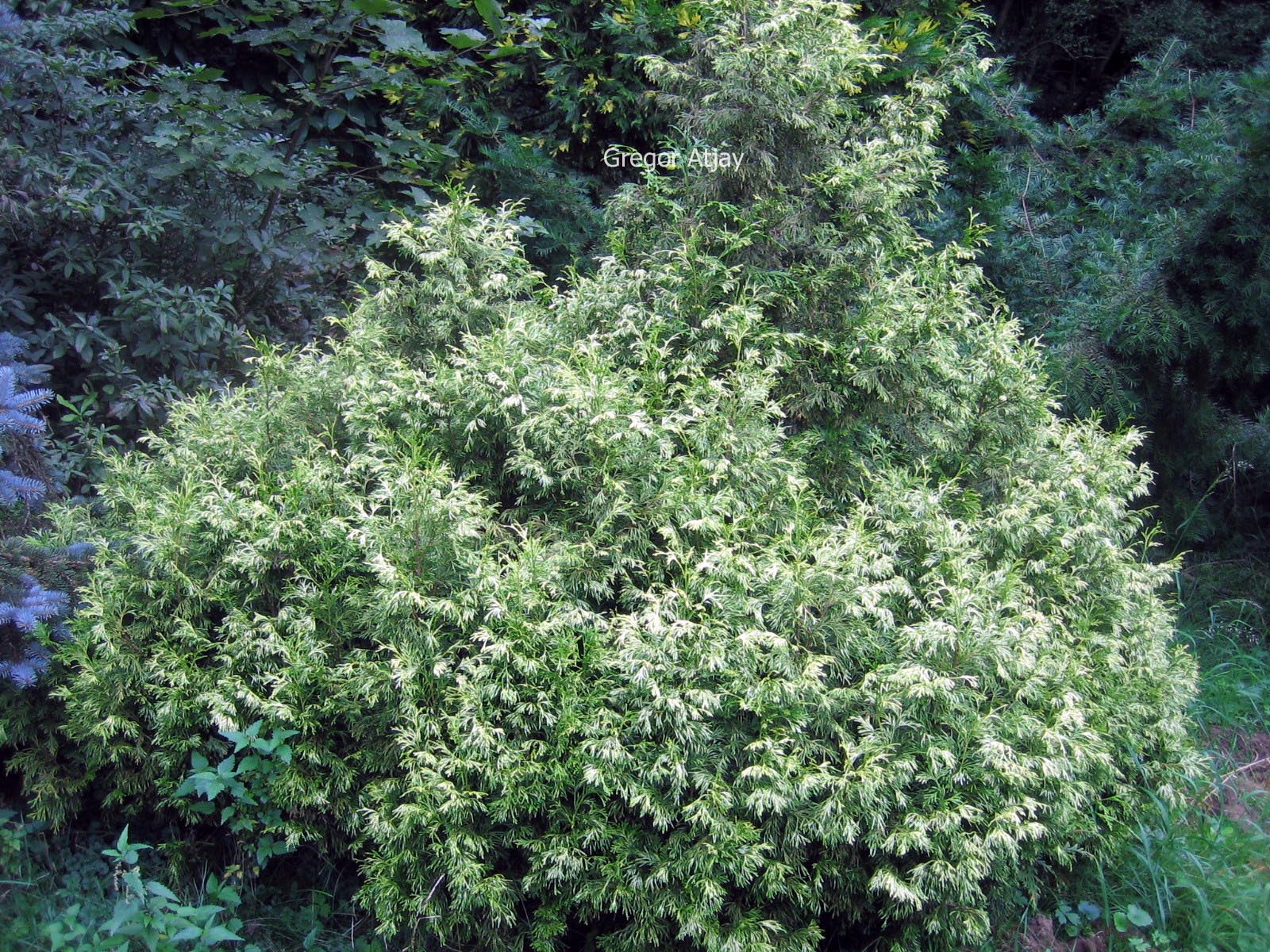 Thuja plicata 'Rogersii'