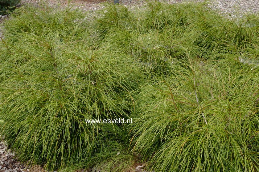 Thuja plicata 'Whipcord'