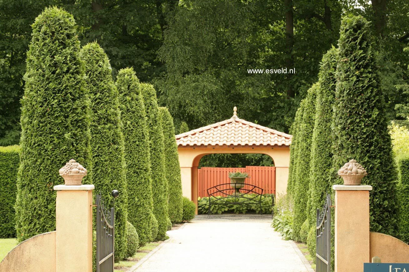 Thuja plicata