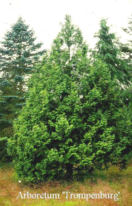 Thuja standishii Thuja standishii