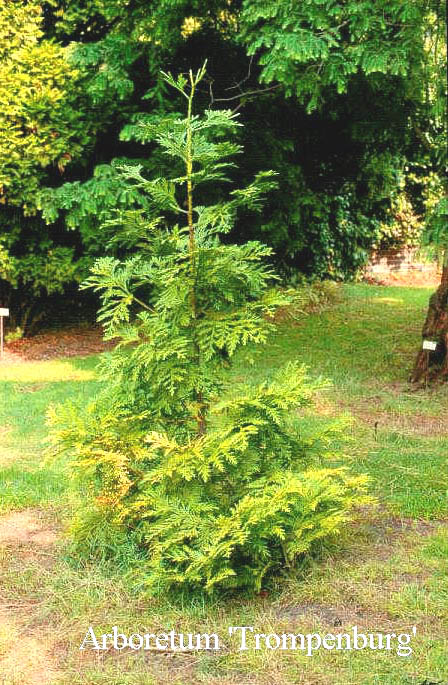 Thujopsis dolabrata 'Altissima'