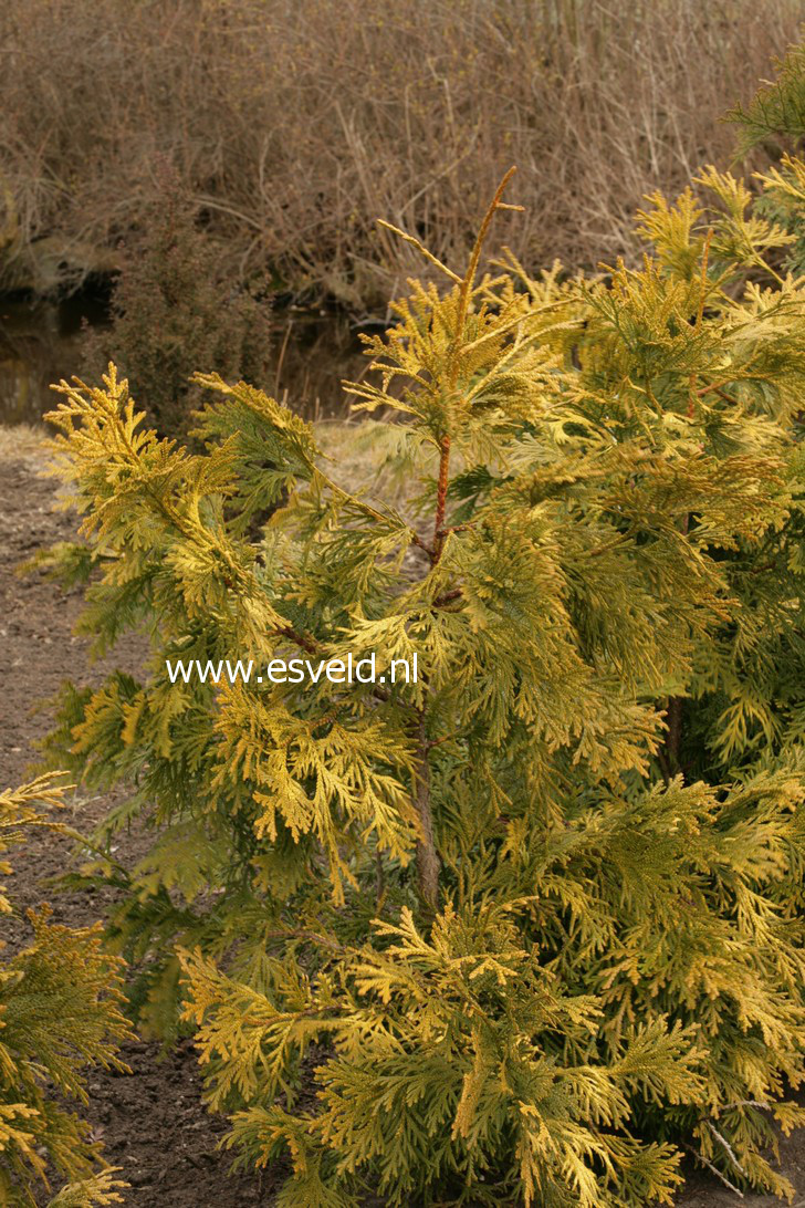 Thujopsis dolabrata 'Aurescens'