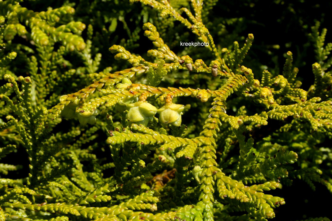 Thujopsis dolabrata 'Herrenhausen'