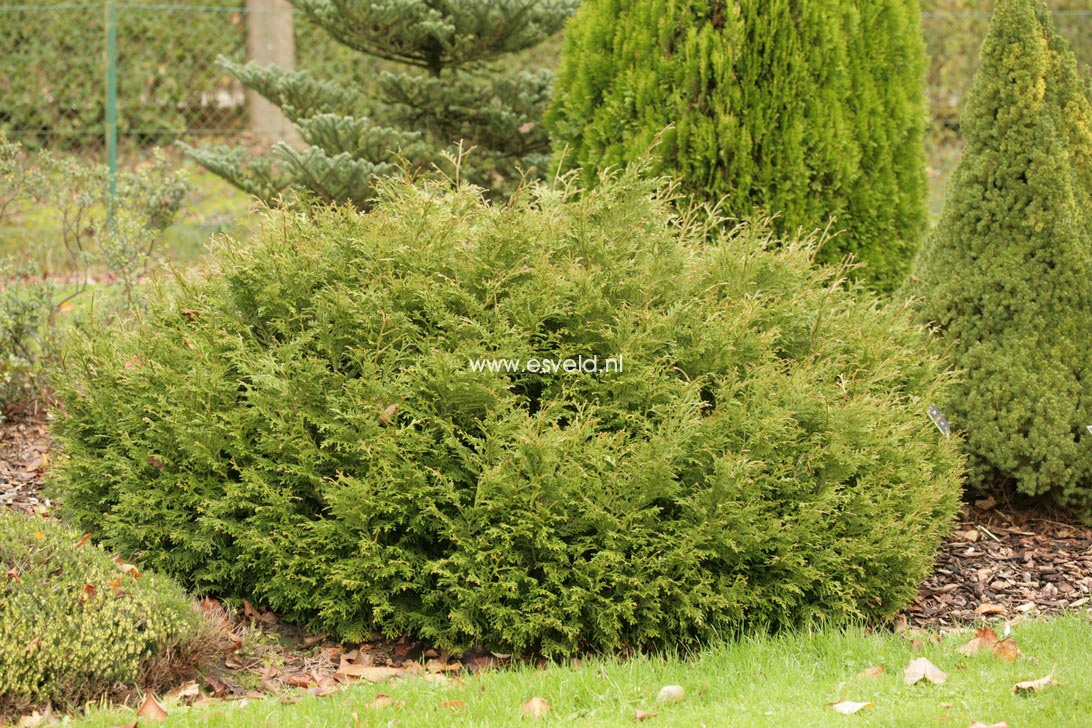 Thujopsis dolabrata 'Nana'
