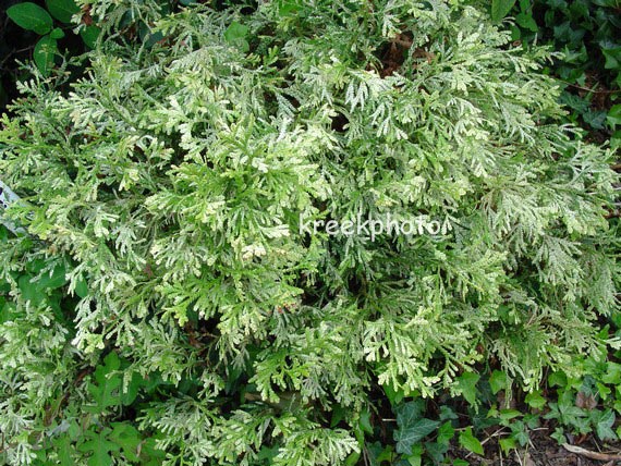 Thujopsis dolabrata 'Variegata'