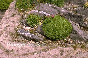 Thymus 'Elfin' Thymus 'Elfin'