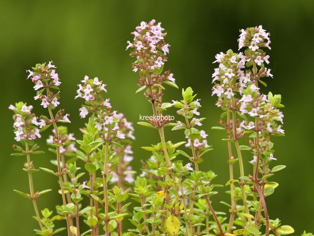Thymus citriodorus 'Lemon Green'