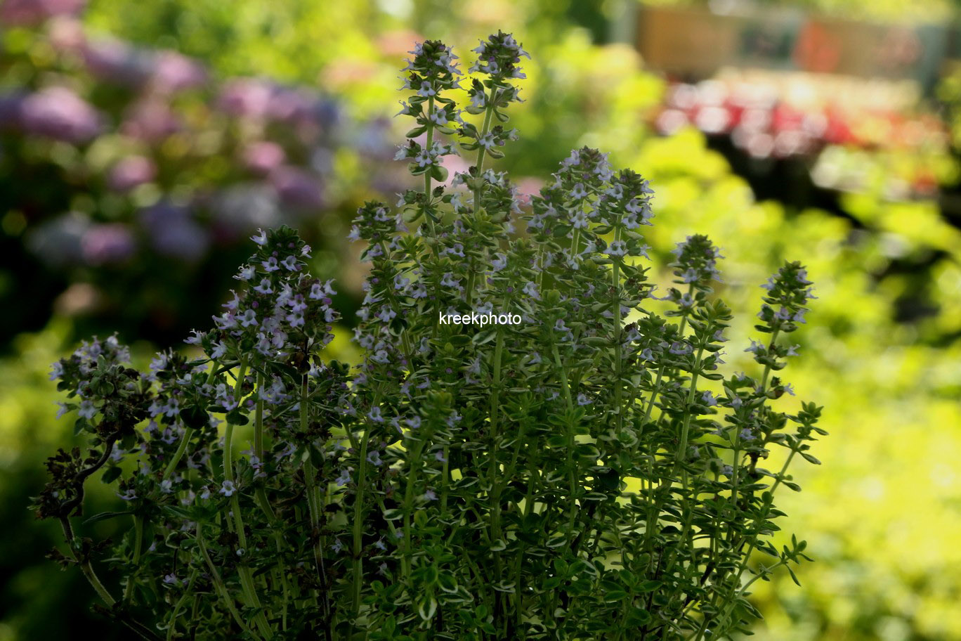 Thymus citriodorus 'Lemon Variegated'