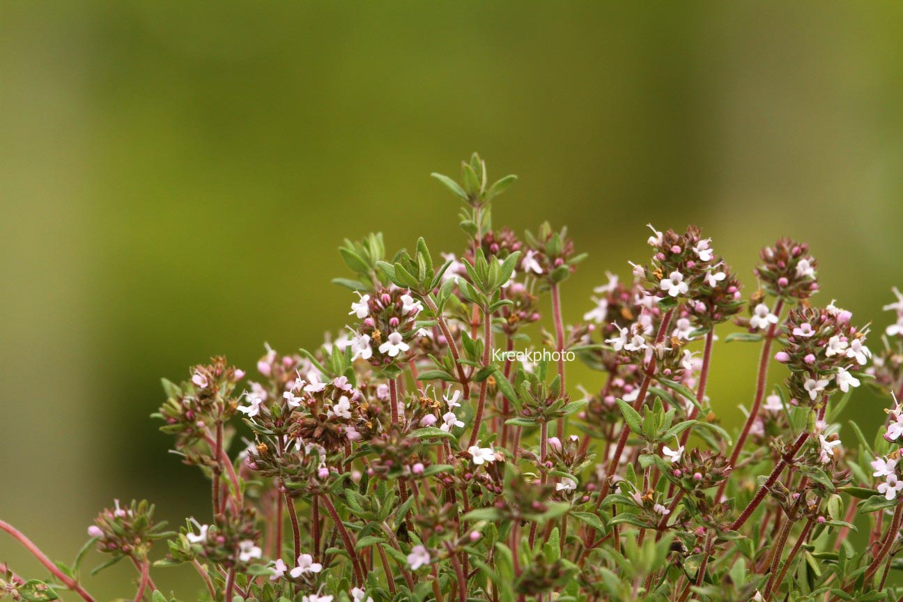 Thymus citriodorus 'Orange'