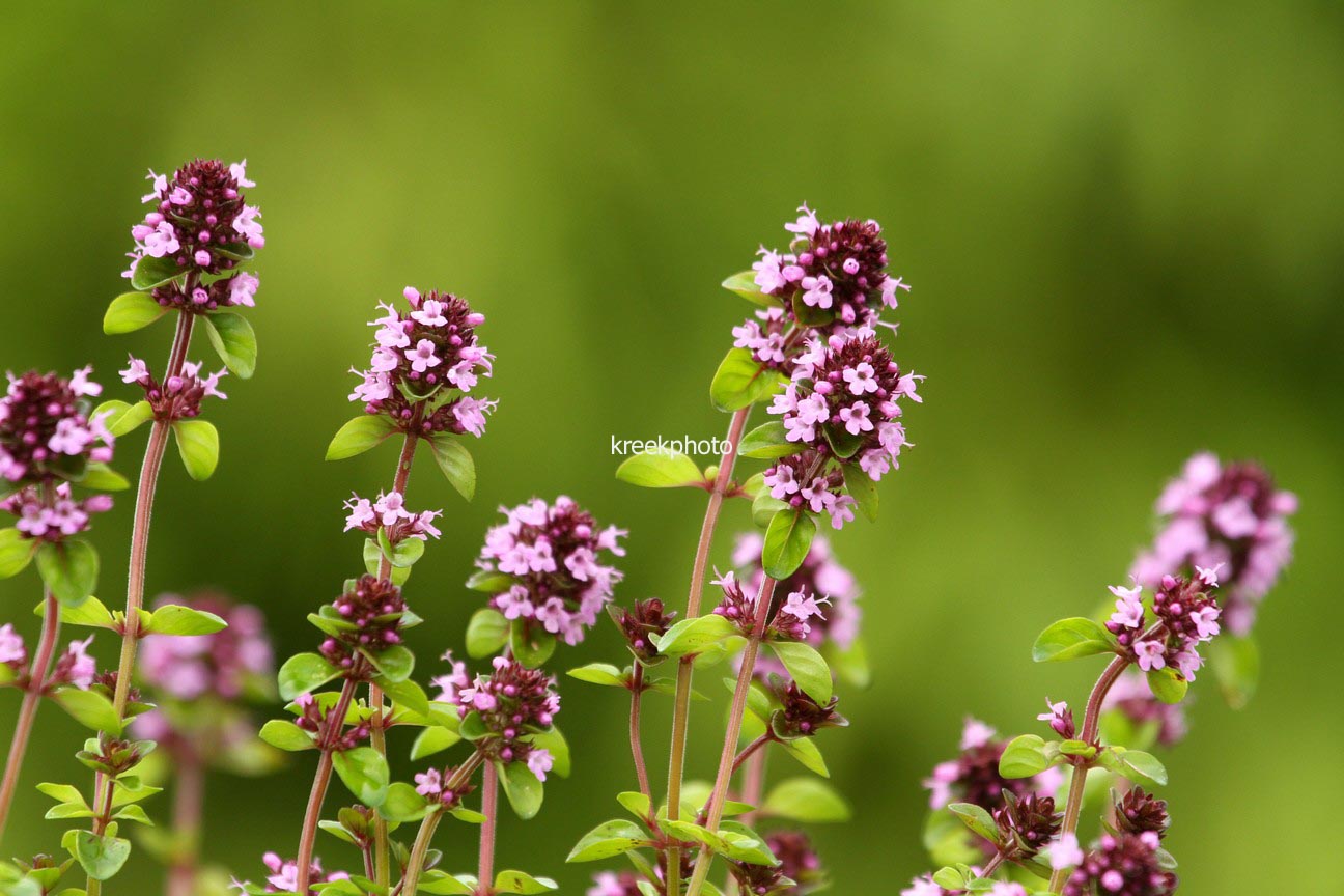 Thymus pulegoides 'Tabor'
