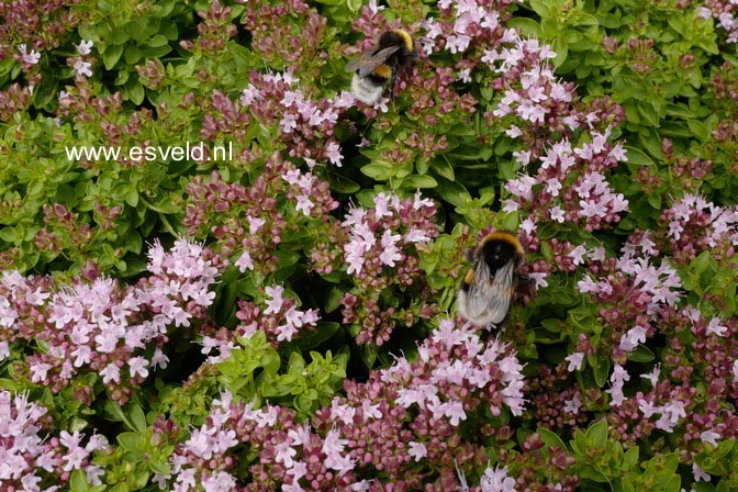 Thymus vulgaris 'Compactus'