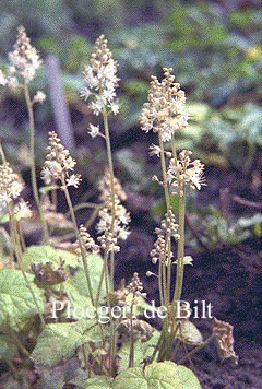 Tiarella cordifolia 'Moorgruen'
