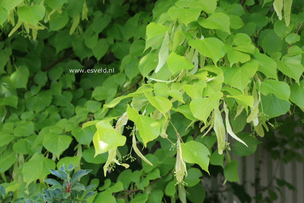Tilia 'Jubilee'