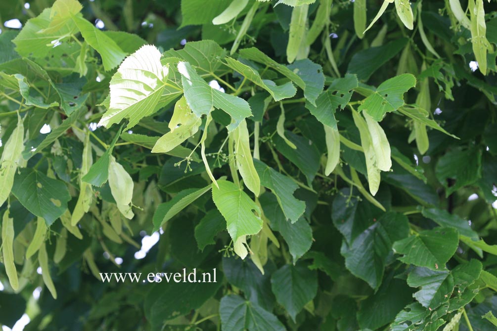 Tilia americana 'Redmond'