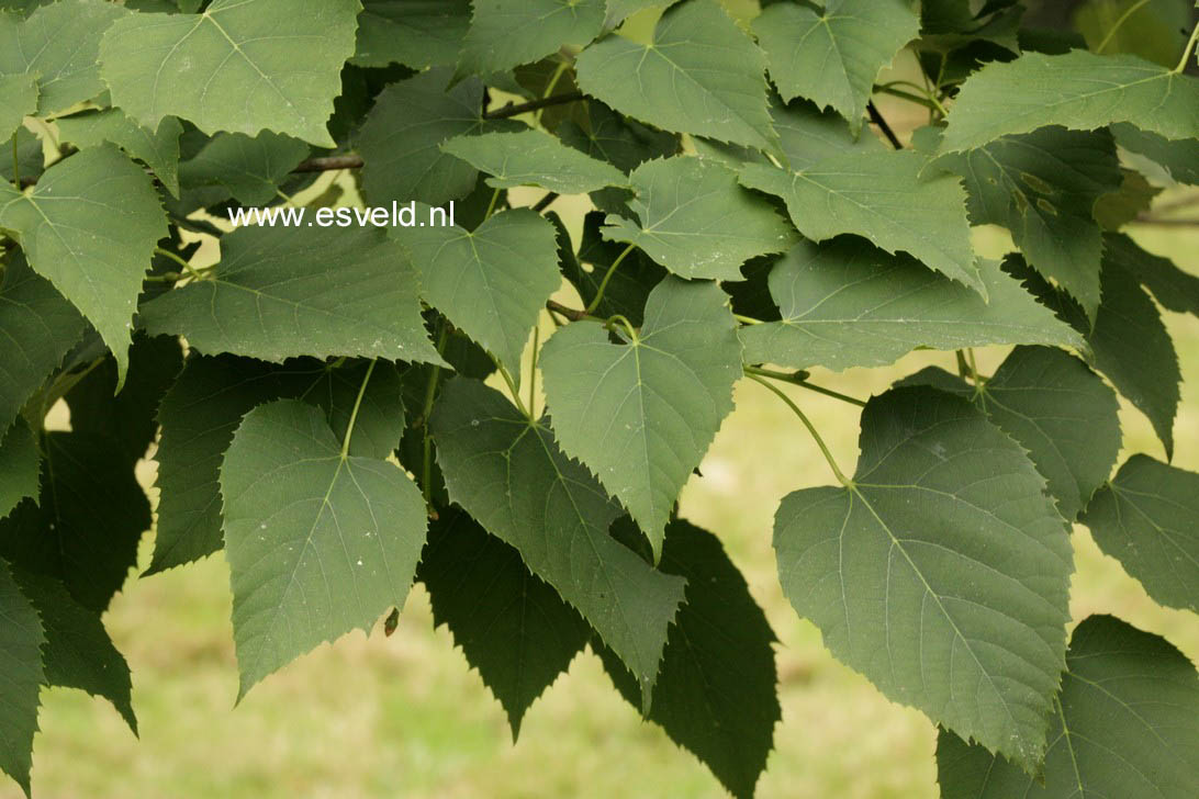 Tilia chingiana