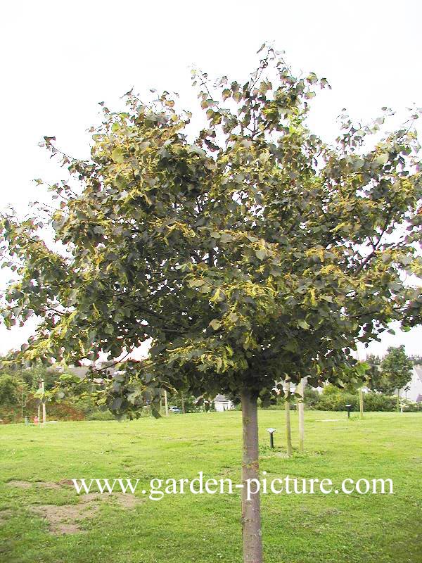 Tilia cordata 'Green Globe'