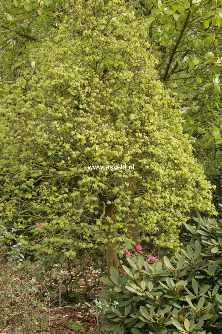 Tilia cordata 'Lico'