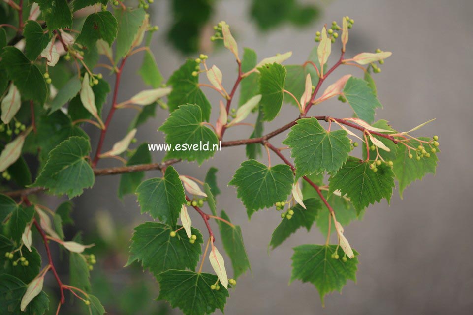 Tilia mongolica 'Harvest Gold'