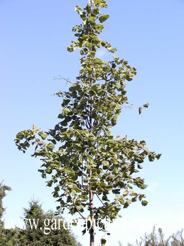 Tilia platyphyllos 'Delft' Tilia platyphyllos 'Delft'