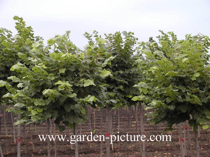 Tilia platyphyllos 'Pannonia'