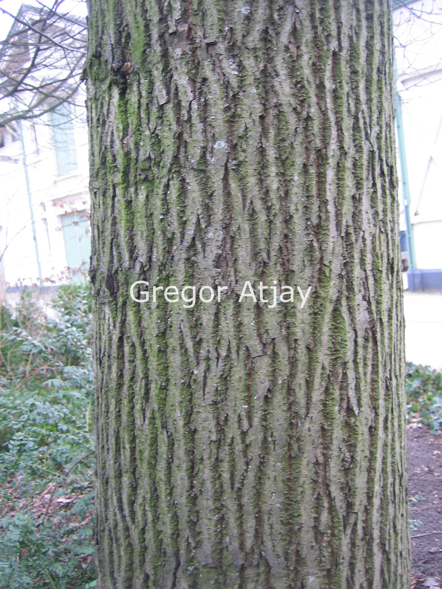 Tilia platyphyllos 'Rubra'