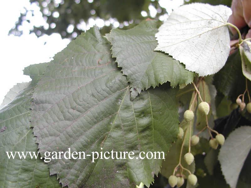 Tilia tomentosa 'Szeleste'