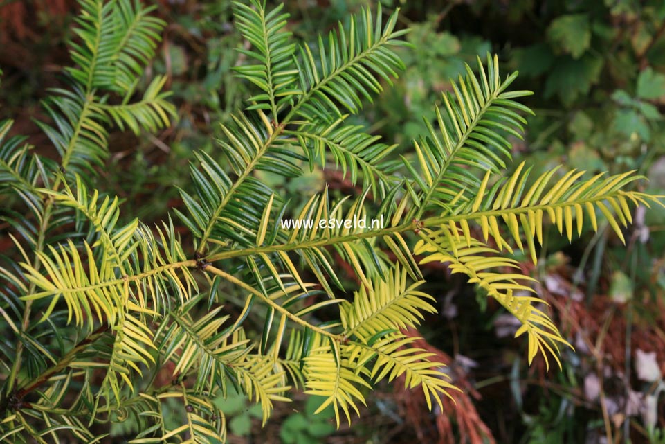 Torreya nucifera 'Variegata'