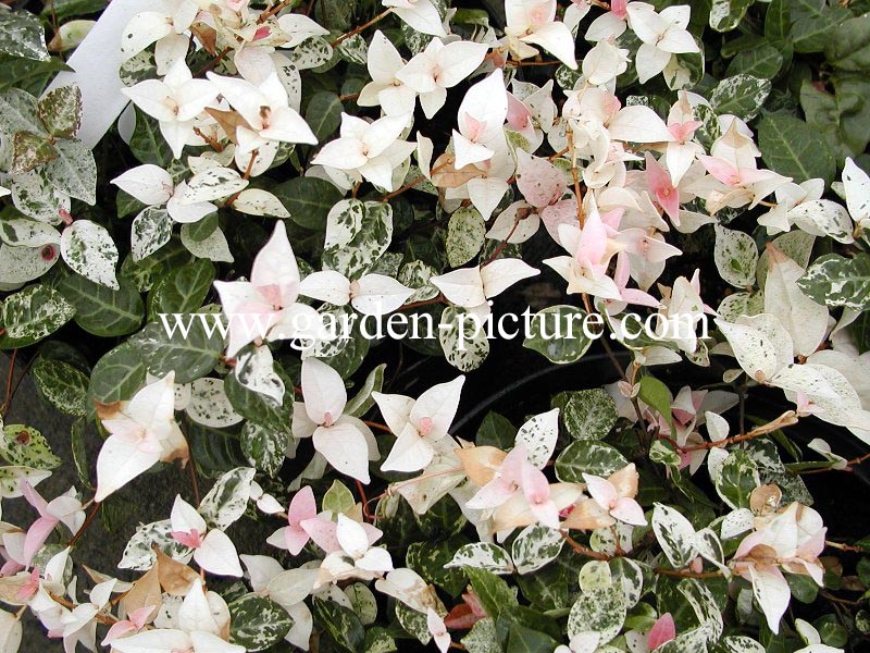 Trachelospermum asiaticum 'Tricolor'