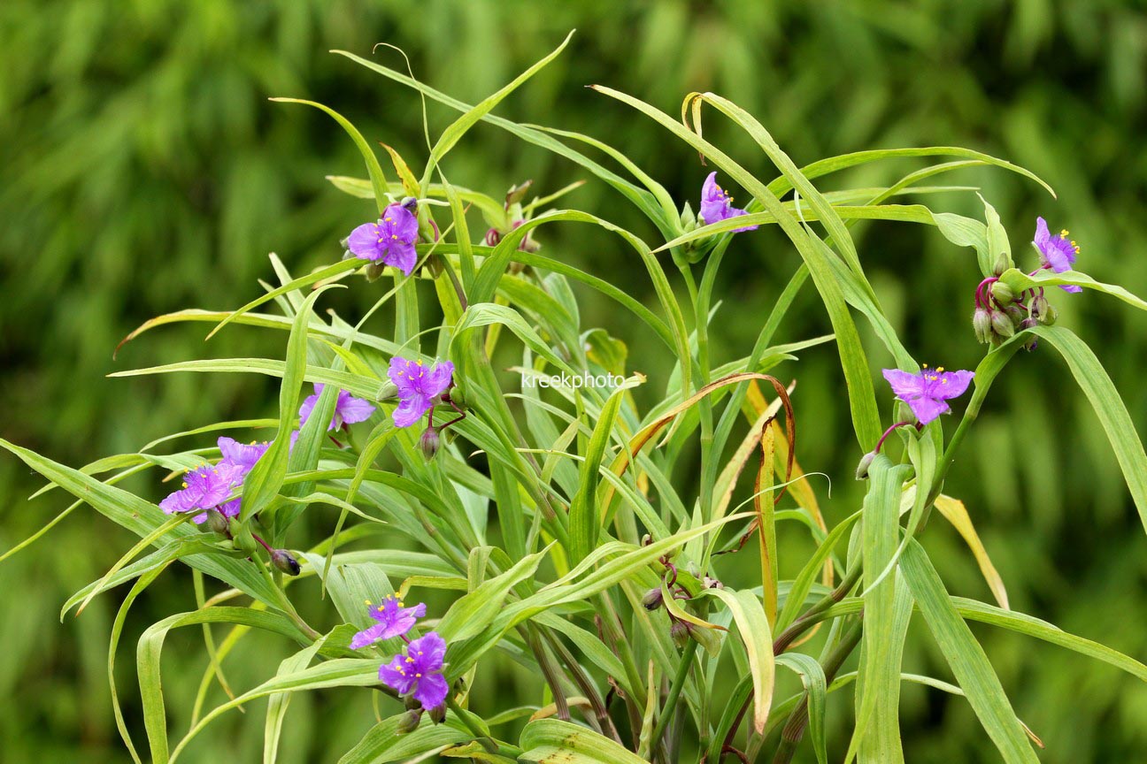 Tradescantia andersoniana 'Concord Grape'