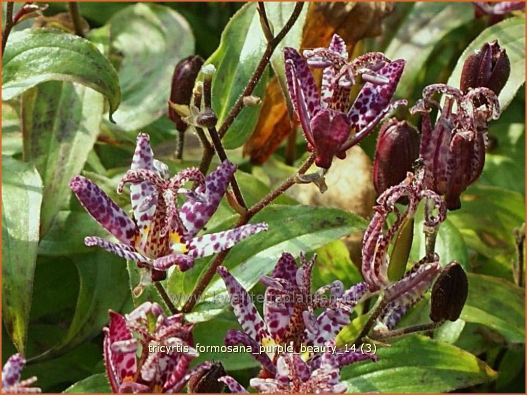 Tricyrtis formosana 'Purple Beauty' (C1337)