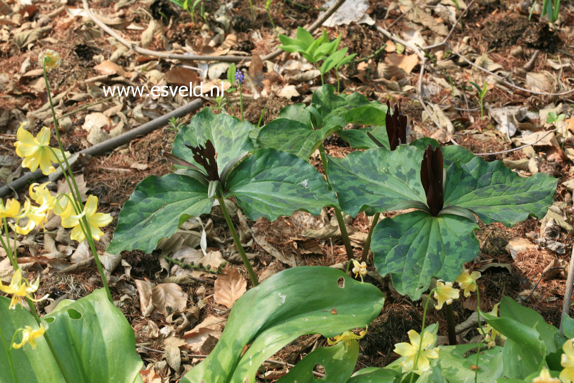 Trillium cuneatum