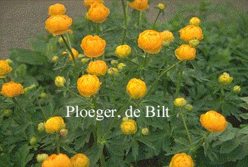 Trollius 'Earliest of All'