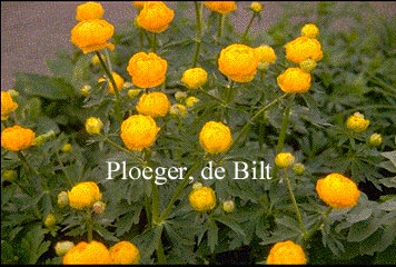 Trollius 'Prichard's Giant' Trollius 'Prichard's Giant'